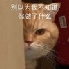 萌宠 猫星人 别以为我不知道 你做了什么 搞怪 逗