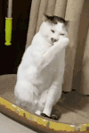 萌宠 猫咪 好吃 呆萌 可爱
