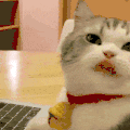 萌宠 猫咪 闭眼 呆萌 可爱
