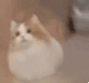 萌宠 猫咪 不倒翁 呆萌 可爱