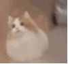 萌宠 猫咪 不倒翁 呆萌 可爱