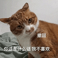 萌宠 猫咪 撤回你这是什么话我不喜欢 呆萌 可爱