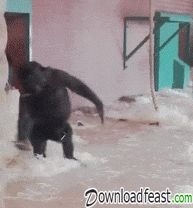 猩猩跳舞文案图片