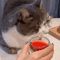 萌宠 猫咪 给你酒 呆萌 可爱