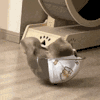 萌宠 猫咪 转圈 呆萌 可爱