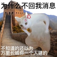 猫咪 不回消息 情侣 搞怪