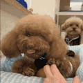 萌宠 狗狗 开心 呆萌 可爱