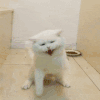 萌宠 猫咪 打你 呆萌 可爱