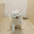 萌宠 猫咪 打你 呆萌 可爱