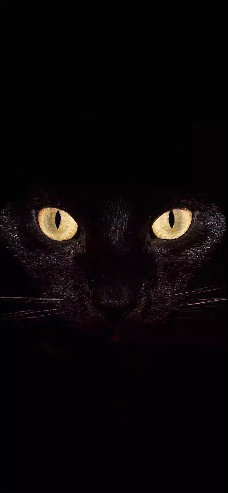 黑猫锁屏图片