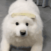 萌宠 狗狗 无辜 呆萌 可爱