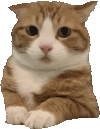 猫猫狗狗 透明底 沙雕 搞笑 逗