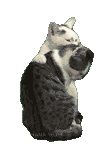 萌宠 猫咪 我来了 呆萌 可爱