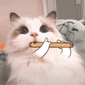 萌宠 猫咪 吹笛子 呆萌 可爱
