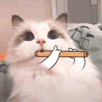 萌宠 猫咪 吹笛子 呆萌 可爱