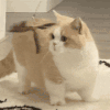 萌宠 猫咪 ？ 呆萌 可爱