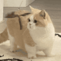 萌宠 猫咪 ？ 呆萌 可爱