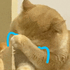 萌宠 猫咪 哭 呆萌 可爱