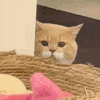 萌宠 猫咪 盯 呆萌 可爱