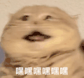 萌宠 猫咪 嘿嘿嘿 呆萌 可爱