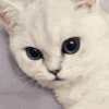 萌宠 猫咪 舔 呆萌 可爱