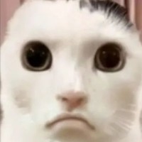 白色猫咪 严肃 丑萌 沙雕 搞笑 逗