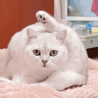 萌宠 猫咪 呆滞 呆萌 可爱
