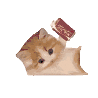 猫meme 沙雕 搞怪 可爱