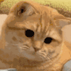 萌宠 猫咪 摇头 呆萌 可爱