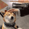 萌宠 狗狗 开心 呆萌 可爱
