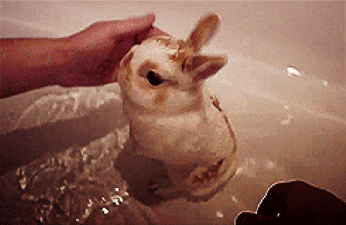 洗澡gif兔子gif长耳朵gif水面gif