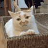 萌宠 猫咪 可怜 呆萌 可爱