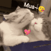 萌宠 猫咪 mua 呆萌 可爱