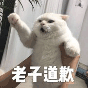 沙雕猫