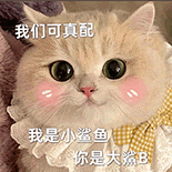 萌寵 貓咪 我們可真配 呆萌 可愛
