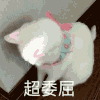 萌宠 猫咪 超委屈 呆萌 可爱