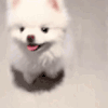 萌宠 狗狗 开心 呆萌 可爱