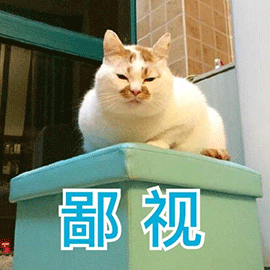 萌宠gif猫咪gif猫gif鄙视gif斗图gif