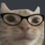 萌宠 猫咪 眼镜 呆萌 可爱