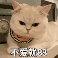 萌宠 猫咪 不爱就88 呆萌 可爱