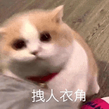 萌寵 貓咪 拽人衣角 呆萌 可愛