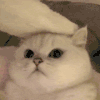 萌宠 猫咪 盯 呆萌 可爱