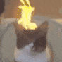 萌宠 猫咪 火 呆萌 可爱