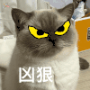 萌宠 猫咪 凶狠 呆萌 可爱