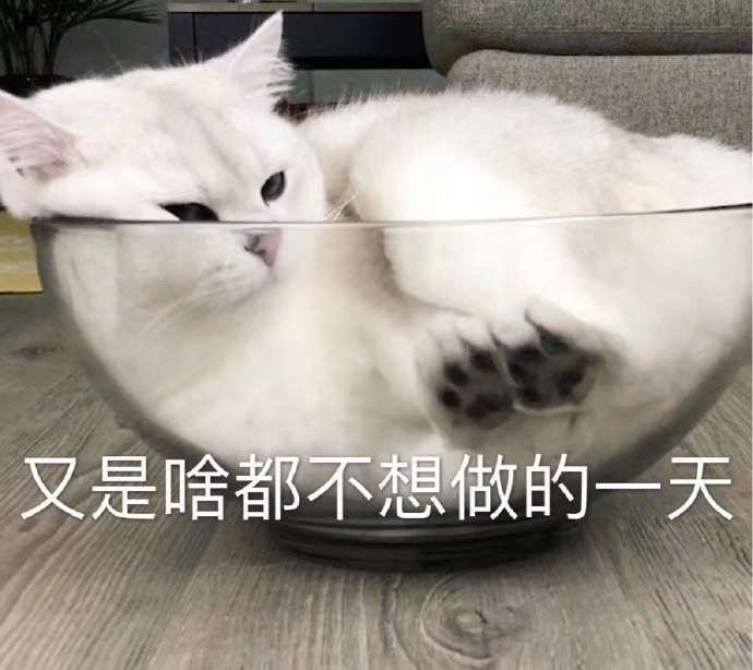 无奈表情包 小猫图片