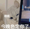 萌宠 猫咪 今晚色定你了 呆萌 可爱