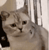 萌宠 猫咪 盯 呆萌 可爱