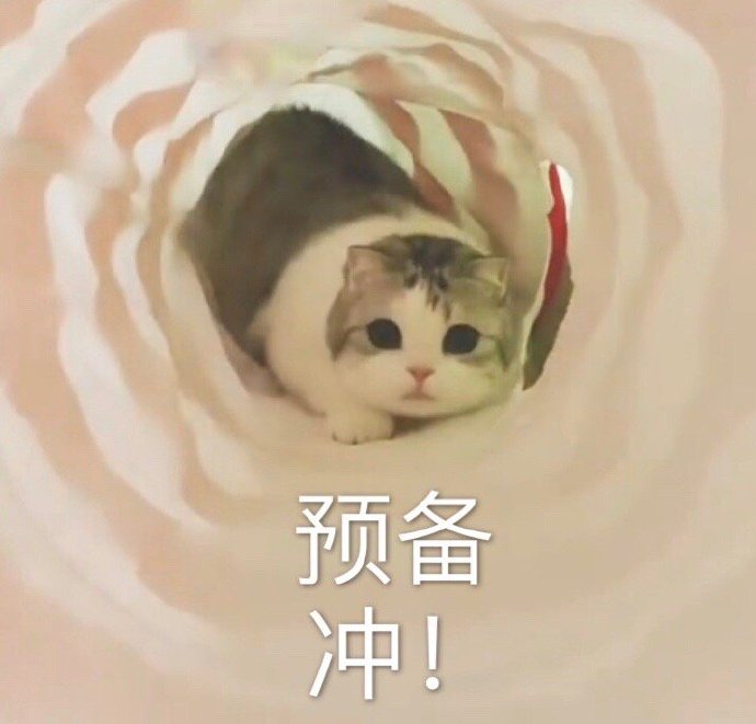 加油猫咪图片大全可爱图片