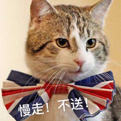 猫咪可爱喵星人不送gif动图