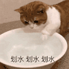 萌宠 猫咪 划水 呆萌 可爱